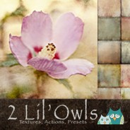 2 Lil' Owls Studio